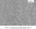 AGMX2 CRISPR Knockout 293T Cell Line | Applied Biological Materials (abm)