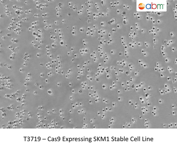 AGMX2 CRISPR Knockout 293T Cell Line | Applied Biological Materials (abm)