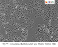 Immortalized Bat Kidney Cell Line (Rhileki - R101Ki 7A1) | Applied Biological Materials (abm)