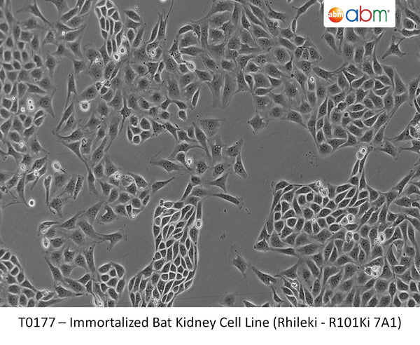 Immortalized Bat Kidney Cell Line (Rhileki - R101Ki 7A1) | Applied Biological Materials (abm)
