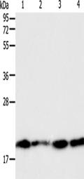 DIABLO Polyclonal Antibody – Figure 1 of 4