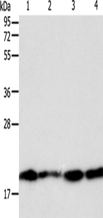 DIABLO Polyclonal Antibody – Figure 1 of 4