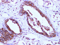 EIF4EBP1 Polyclonal Antibody – Figure 1 of 2