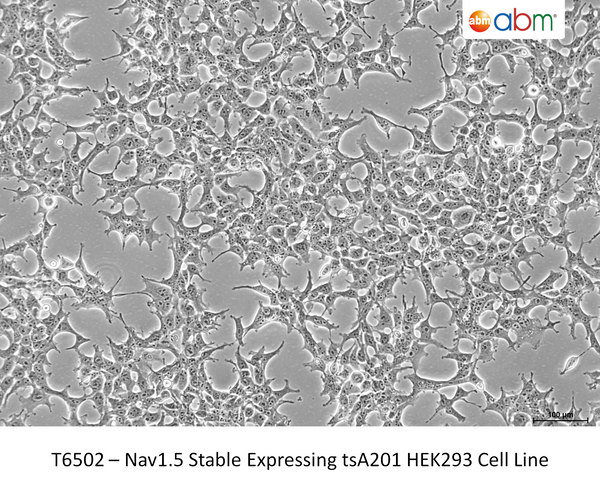 Nav1.5 Stable Expressing tsA201 HEK293 Cell Line – Figure 1 of 1