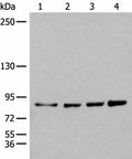 PIBF1 Polyclonal Antibody – Figure 1 of 3