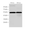 FGG Polyclonal Antibody – Figure 1 of 4