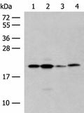 RNF5 Polyclonal Antibody – Figure 1 of 3