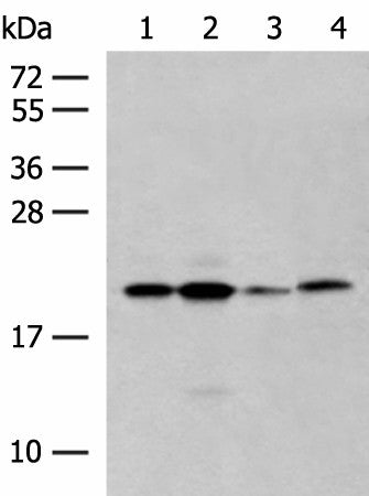 RNF5 Polyclonal Antibody – Figure 1 of 3