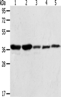 ANXA1 Polyclonal Antibody – Figure 1 of 2
