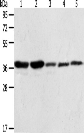 ANXA1 Polyclonal Antibody – Figure 1 of 2
