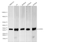 GAPDH Polyclonal Antibody – Figure 1 of 6