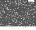 Cas9 Expressing Jurkat E6.1 Cell Line | Applied Biological Materials (abm)