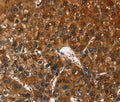 CATSPER4 Polyclonal Antibody – Figure 1 of 3