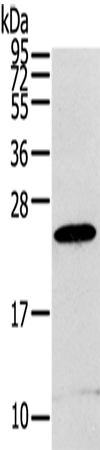 RGS1 Polyclonal Antibody – Figure 1 of 4