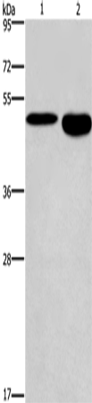 DMRT3 Polyclonal Antibody – Figure 1 of 2
