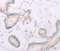 MAP3K12 Polyclonal Antibody – Figure 1 of 3