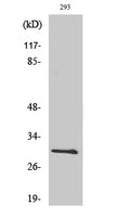 BCL-x Polyclonal Antibody – Figure 1 of 2
