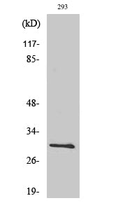 BCL-x Polyclonal Antibody – Figure 1 of 2