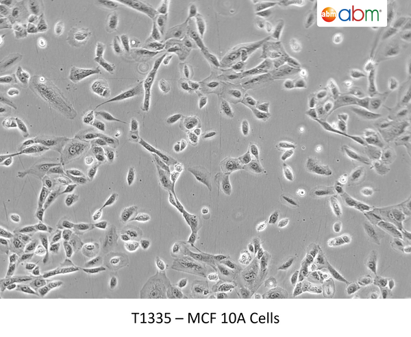 MCF 10A Cells | Applied Biological Materials (abm)