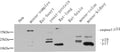 Cleaved-CASP3 p17 (D175) Polyclonal Antibody – Figure 1 of 4