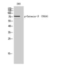 Phospho-Catenin beta (Tyr654) Polyclonal Antibody – Figure 1 of 2