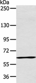 ATG16L1 Polyclonal Antibody – Figure 1 of 4