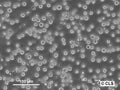 EGG cell