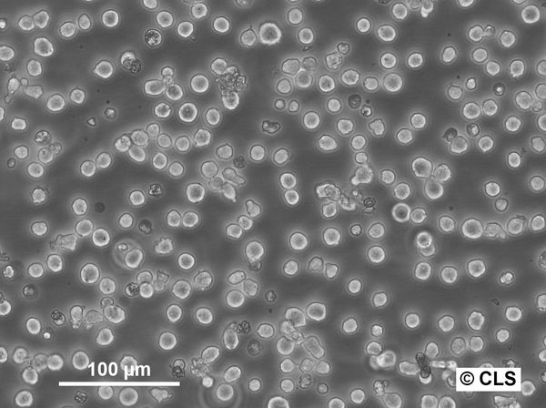 EGG cell