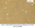 Stable NIH3T3 Overexpressing Wildtype HA-R-RAS2 Cell Line (JLR88) | Applied Biological Materials (abm)