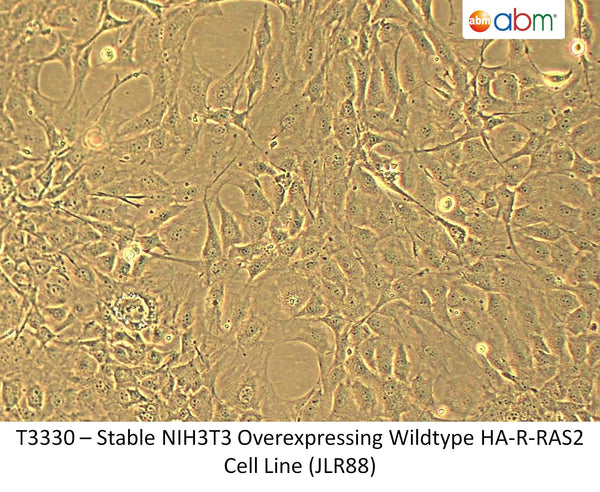 Stable NIH3T3 Overexpressing Wildtype HA-R-RAS2 Cell Line (JLR88) | Applied Biological Materials (abm)