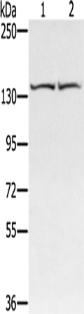 RGS22 Polyclonal Antibody – Figure 1 of 3
