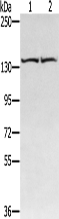 RGS22 Polyclonal Antibody – Figure 1 of 3
