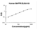Human TNFRSF13C/BAFFR PicoKine ELISA Kit standard curve