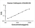 Human Cathepsin A PicoKine ELISA Kit standard curve