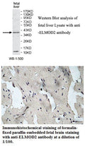 Anti-ELMOD2 Antibody – Figure 1 of 1