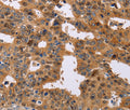 NIF3L1 Polyclonal Antibody – Figure 1 of 3