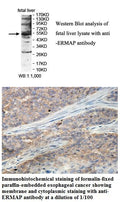 Anti-ERMAP Antibody – Figure 1 of 1