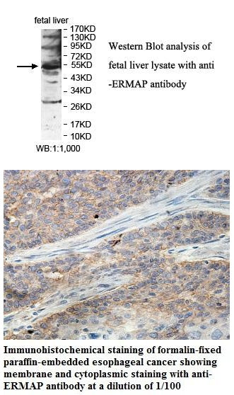 Anti-ERMAP Antibody – Figure 1 of 1