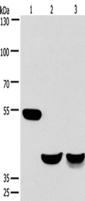 CABLES1 Polyclonal Antibody – Figure 1 of 2