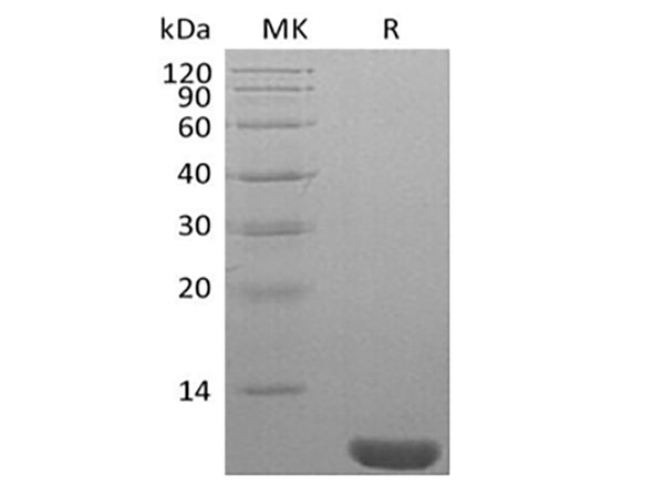 Recombinant Human NEDD8 – Figure 1 of 2