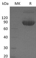 Recombinant Mouse CD80/B7-1 Protein (Fc Tag) – Figure 1 of 2