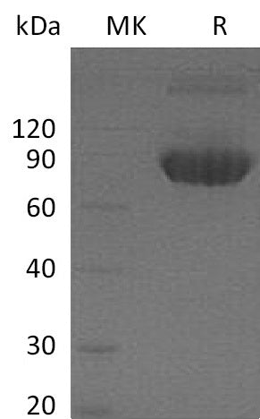 Recombinant Mouse CD80/B7-1 Protein (Fc Tag) – Figure 1 of 2
