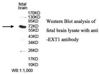 Anti-EXT1 Antibody – Figure 1 of 1