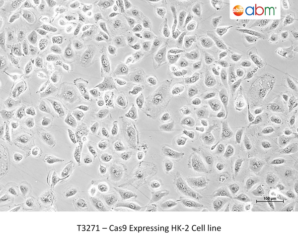 Cas9 Expressing HK-2 Cell line – Figure 1 of 1