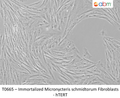 Immortalized Micronycteris schmidtorum Fibroblasts - hTERT | Applied Biological Materials (abm)