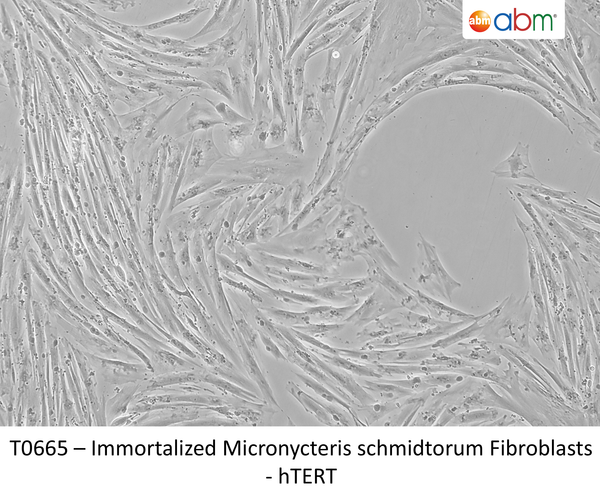 Immortalized Micronycteris schmidtorum Fibroblasts - hTERT | Applied Biological Materials (abm)