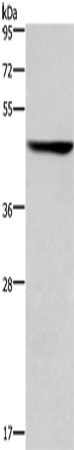 CK-16 Polyclonal Antibody – Figure 1 of 4