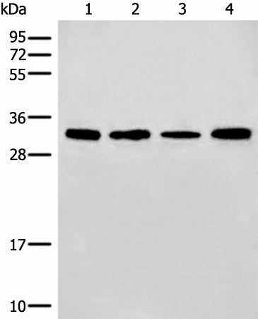 ERCC1 Polyclonal Antibody – Figure 1 of 2