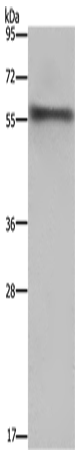 FKBP8 Polyclonal Antibody – Figure 1 of 2
