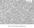 IRES-GFP Stable LUHMES Cell Line – Figure 1 of 1